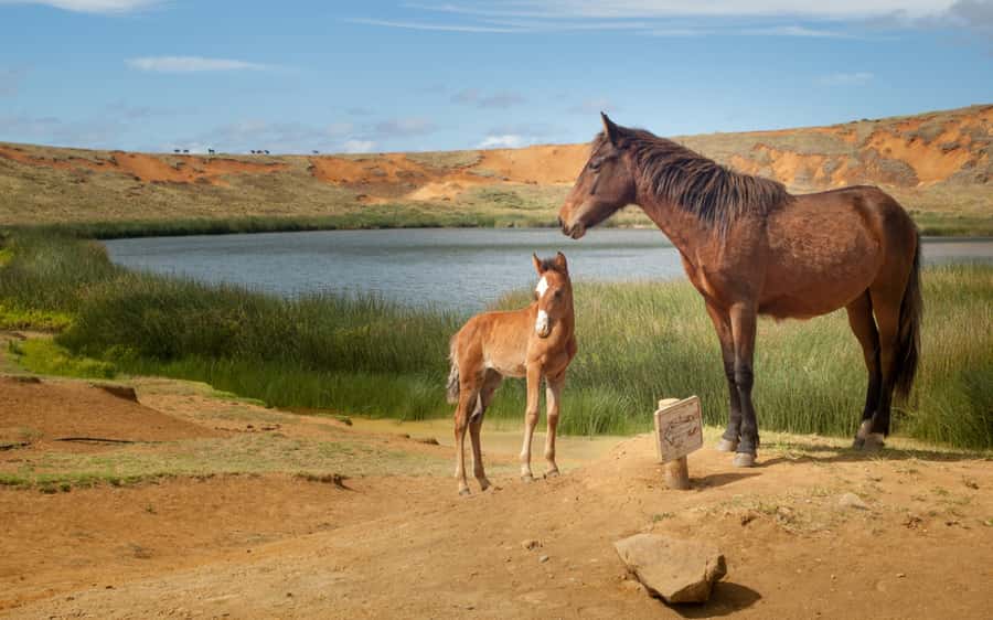Terevaka Horse Excursion: The highest point and 360° view. - Small groups make a real difference