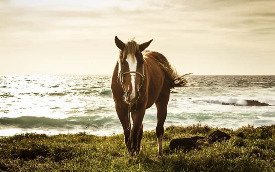 Terevaka Horse Excursion: The highest point and 360° view. - Practical preparation for the ride