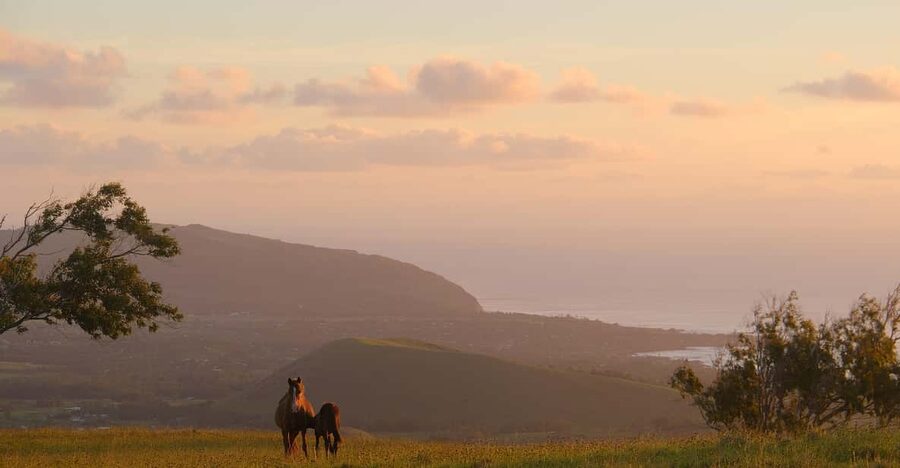 Terevaka Mount: Morning Horseback Riding & Planting Tour - Why This Ride Feels Different From a Standard Horse Tour
