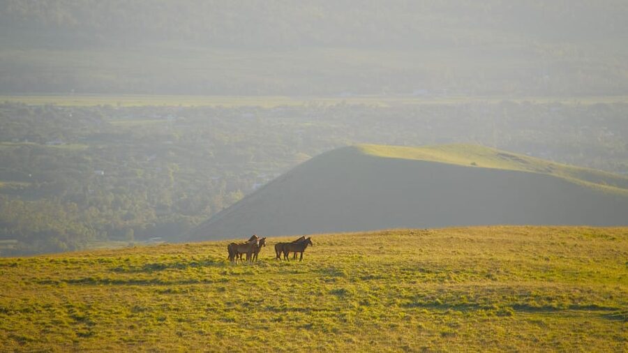 Terevaka Mount: Morning Horseback Riding & Planting Tour - Cantering Across the High Plains