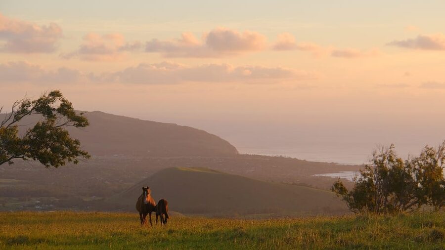 Terevaka Mount: Morning Horseback Riding & Planting Tour - Is the $150 Price Good Value?