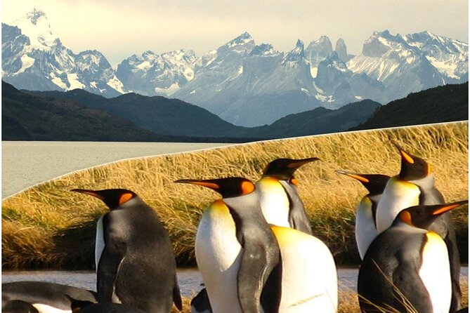 Torres del Paine & Tierra del Fuego ( king penguis) - Why the small group and minivan matter