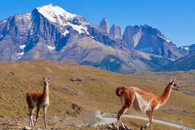 Torres del Paine Tour from Punta Arenas - Camila’s guiding and Hernando’s driving