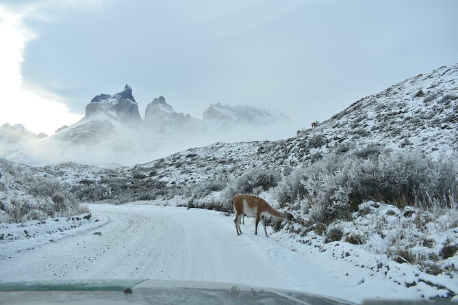 Torres del Paine Winter Private 4 nights and 3 days Tour. - Day two: Grey Lake sailing, Serrano River, and Milodón Cave