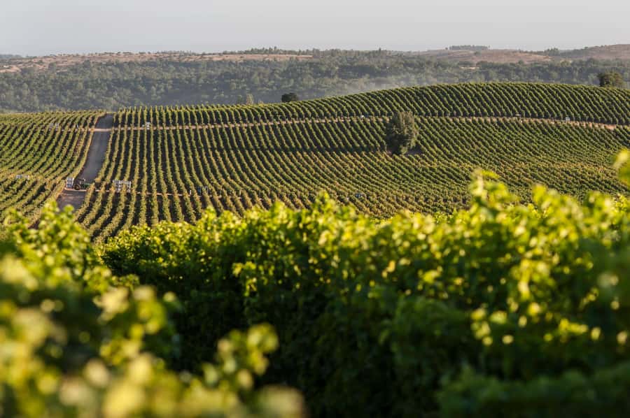 Tour VIÑA CONCHA Y TORO + CASA MARQUES - Chile, from Santiago. - Key points to know before you book