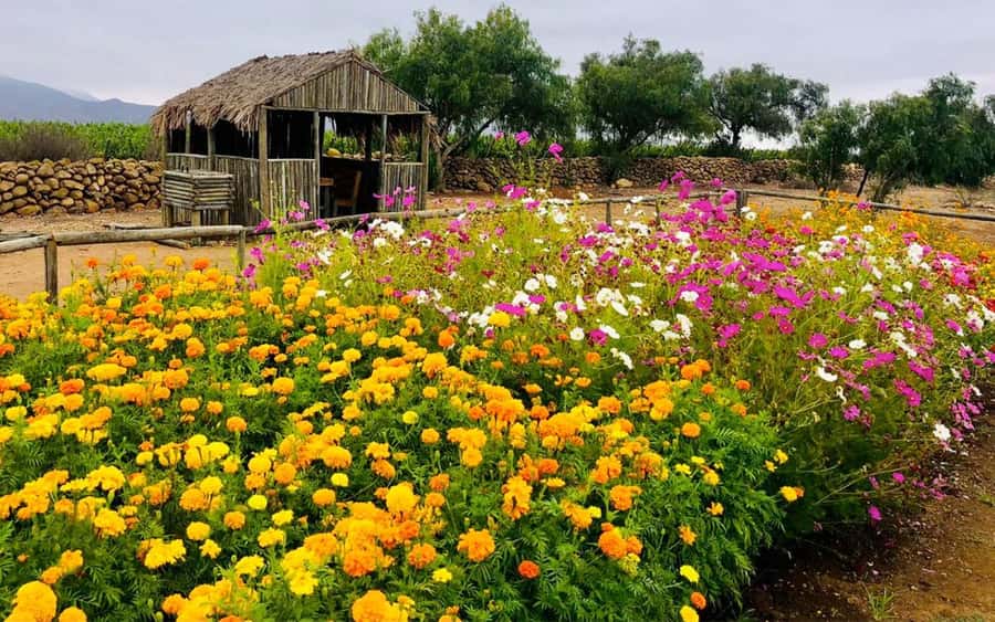 Tour VIÑA CONCHA Y TORO + CASA MARQUES - Chile, from Santiago. - Why Maipo Valley makes sense from Santiago