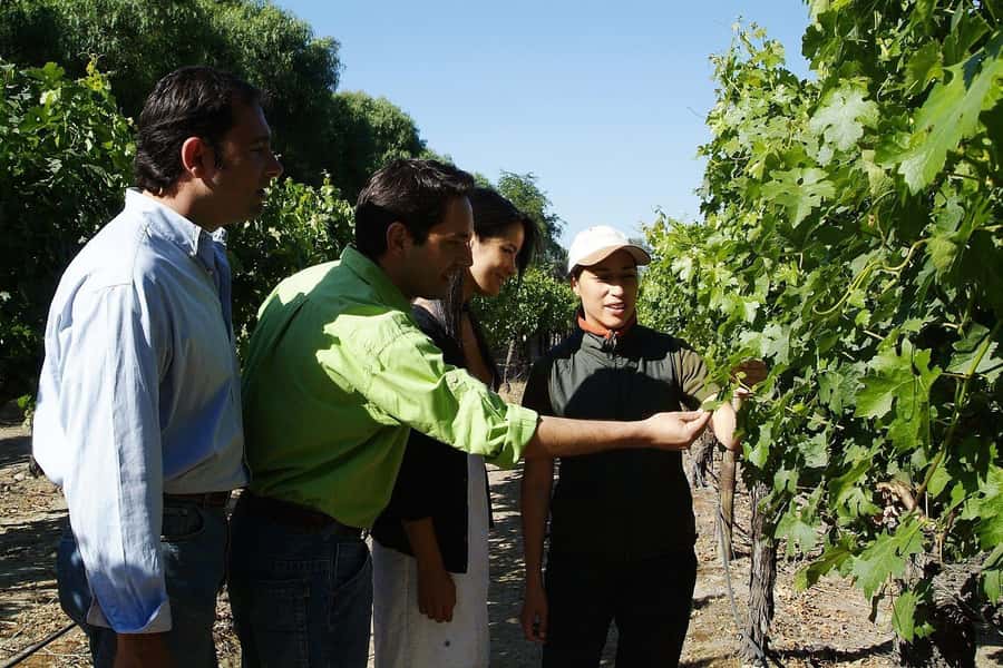 Tour VIÑA CONCHA Y TORO + CASA MARQUES - Chile, from Santiago. - The $210 price: who gets good value