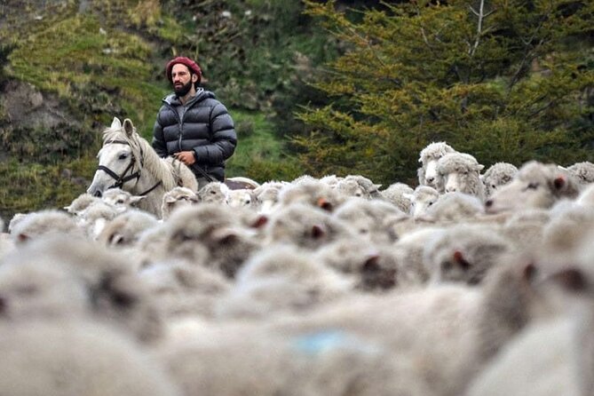 Traditional Patagonian Ranch (estancia) Day Tour Puerto Natales - Sheepdogs, shearing, and the working ranch