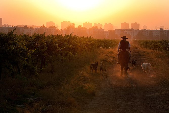 Traditional Wine Tour in Viña Cousiño Macul Official English - Entering one of Chile’s oldest vineyards