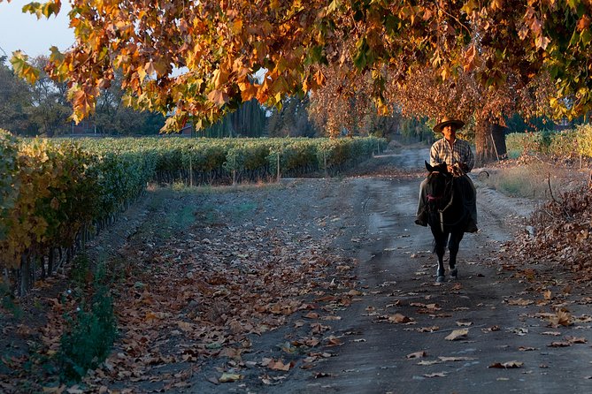 Traditional Wine Tour in Viña Cousiño Macul Official English - The three-wine tasting
