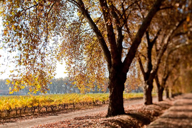 Traditional Wine Tour in Viña Cousiño Macul Official English - Is $26 a fair price?