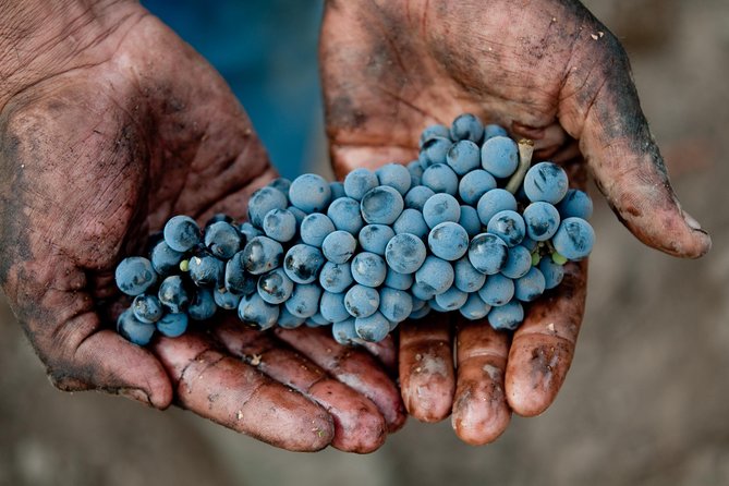 Traditional Wine Tour in Viña Cousiño Macul Official English - Timing, group size, and comfort