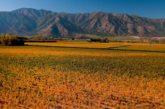 Traditional Wine Tour in Viña Cousiño Macul Official English - Who will enjoy this winery tour most?
