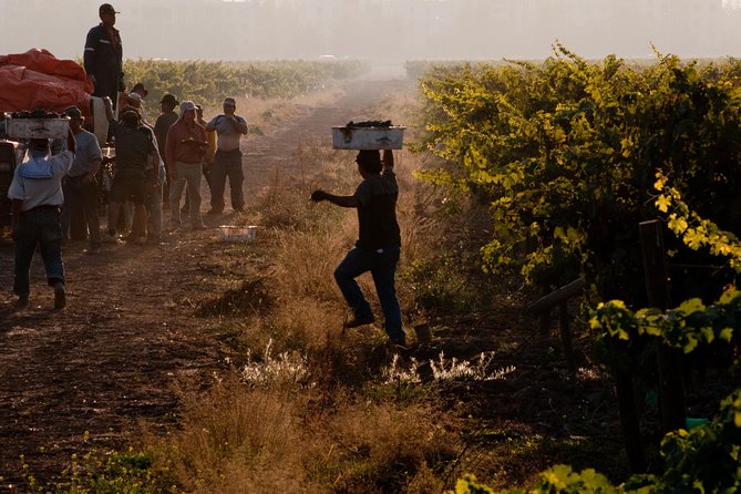Traditional Wine Tour in Viña Cousiño Macul Official English - Touring the historic cellars