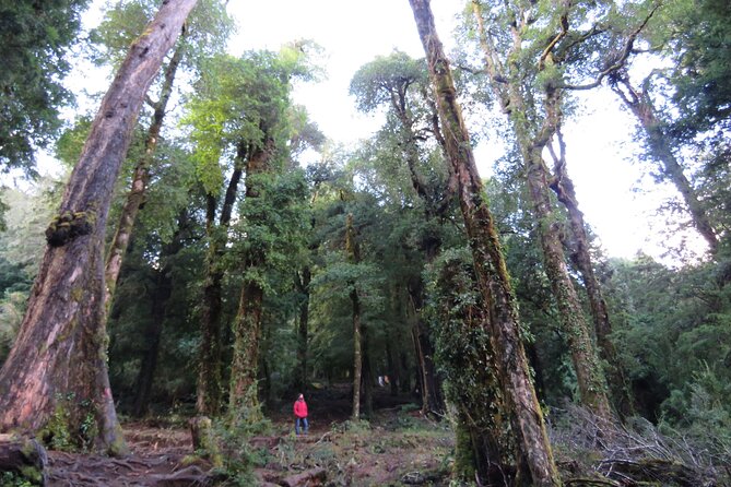 Trekking Huerquehue - A Private Guide Makes the Day More Flexible