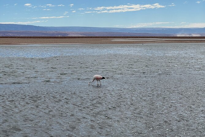 Triple Excursion: Red Stones, High Plains and Chaxa - Chaxa Lagoon and the salt flat connection