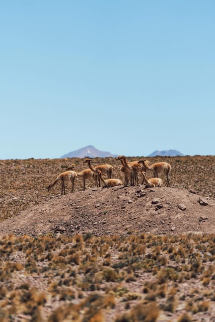 Triple tour: Red stones, highland lagoons and Chaxa Lagoon - Is $85 a good value?