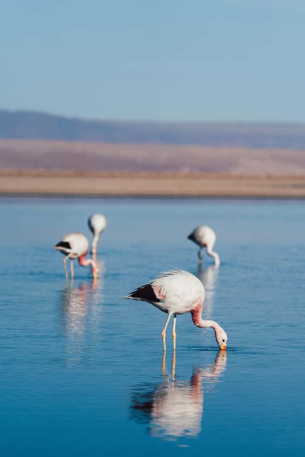 Triple tour: Red stones, highland lagoons and Chaxa Lagoon - Why this Atacama day works so well