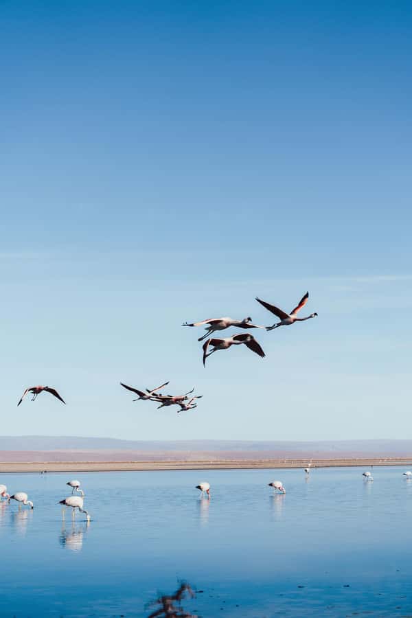Triple tour: Red stones, highland lagoons and Chaxa Lagoon - A remote lunch with real practical value