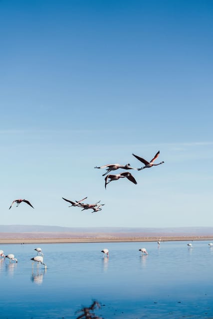 Triple tour: Red stones, highland lagoons and Chaxa Lagoon - Chaxa Lagoon and the flamingo reserve