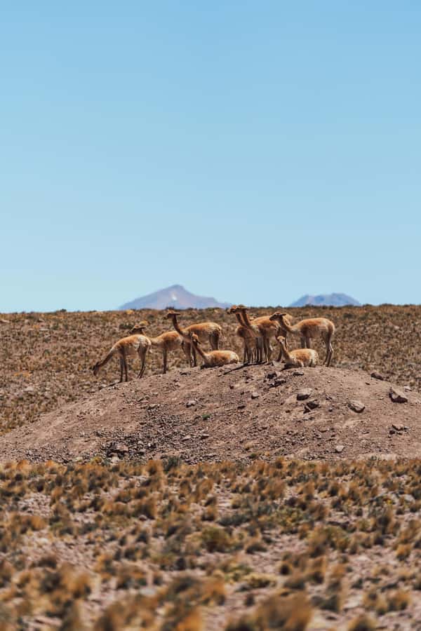 Triple tour: Red stones, highland lagoons and Chaxa Lagoon - The van rides, group size, and pace