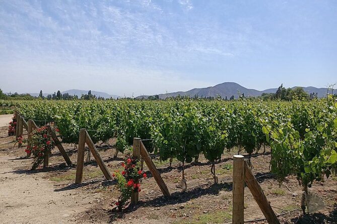 Undurraga Sibaris Tour Ticket - Finishing with the Sibaris reserve tasting