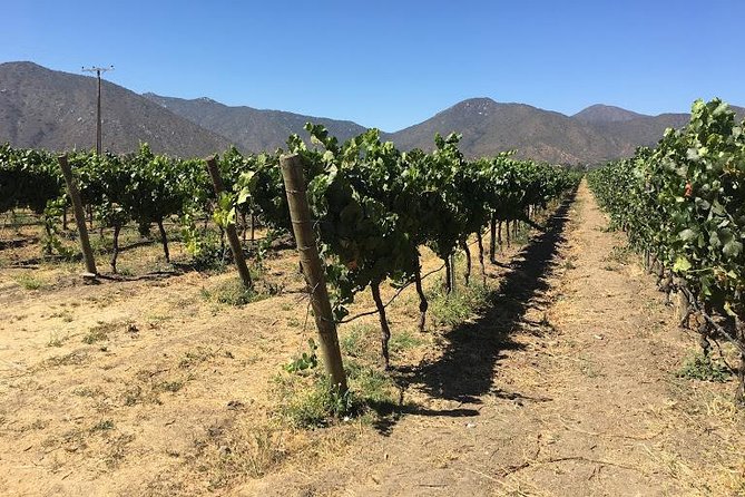 Valley of Casablanca - The hilltop winery and its short tasting