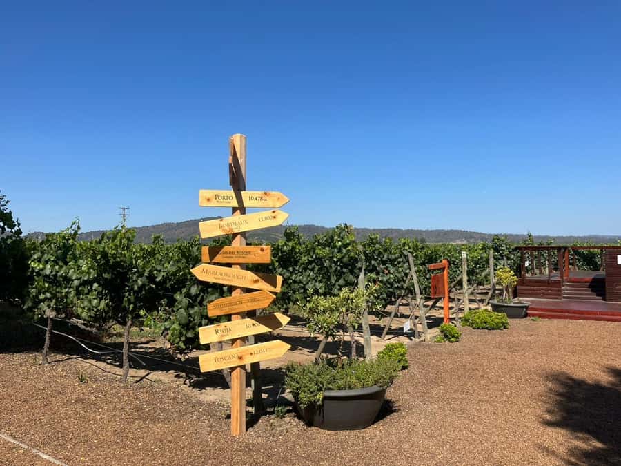 Valparaíso to Casablanca: wine tour with premium tasting and transportation - From Valparaíso to the Casablanca Valley