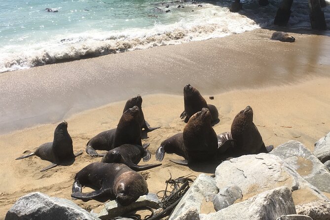 Valparaiso, Viña del M, Vineyard testing, Sea lions, Boat ride - The harbor boat ride and Chilean port views