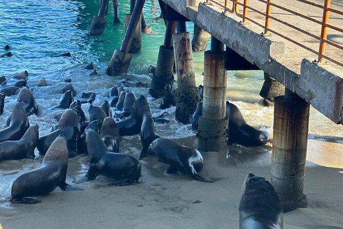 Valparaiso, Viña del M, Vineyard testing, Sea lions, Boat ride - Lunch in an authentic Chilean restaurant
