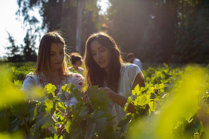 Visita Guiada Premium Centro del Vino Concha y Toro - Old Pirque vineyard and another tasting