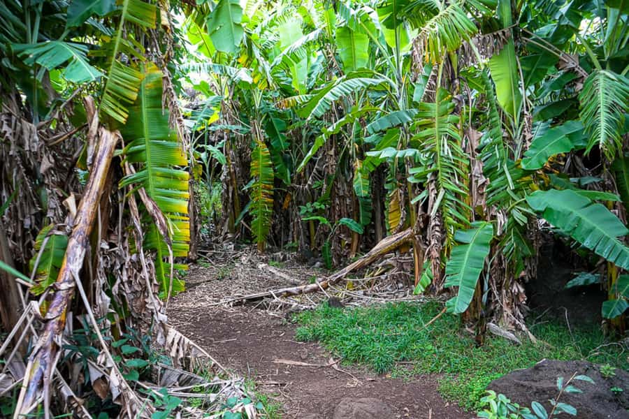 Volcanic Refuges: Excursion to Underground Civilization - Ahu Akivi: moai and a wider cultural frame