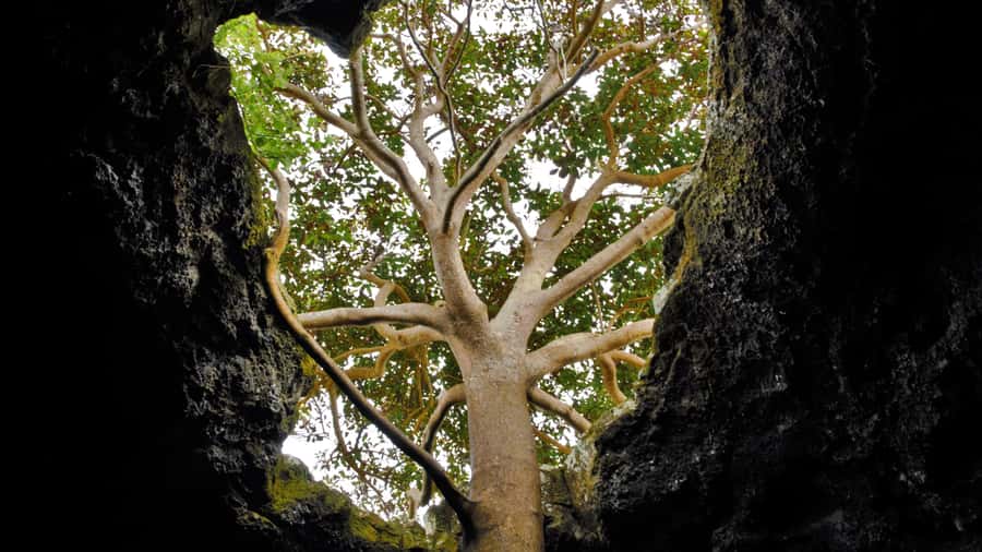 Volcanic Refuges: Excursion to Underground Civilization - Who will enjoy this best?