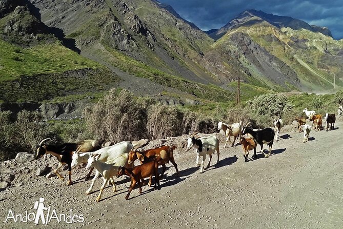Volcano & Hotsprings 4K from Santiago Private Tour - What the guide adds to the day