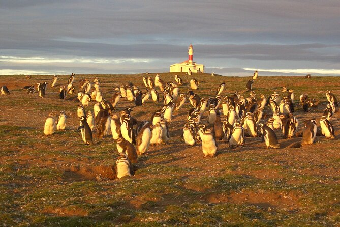 Walk alongside Penguins on Magdalene Island and navigate Marta Island - Why Isla Magdalena is the main event