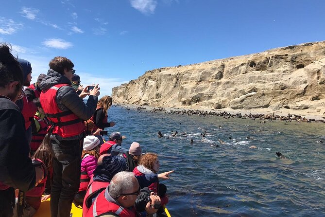 Walk alongside Penguins on Magdalene Island and navigate Marta Island - A close look at the penguin walk