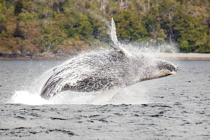 Whale and Glacier Watching from Punta Arenas Francisco Coloane Park - Key points to know before you book
