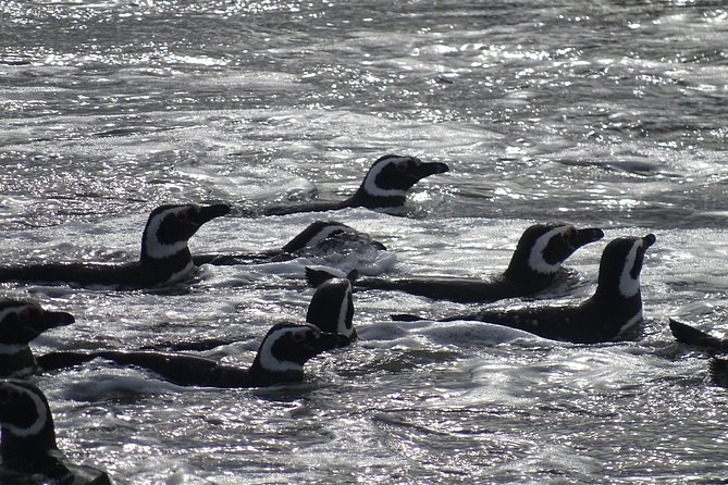 Whale and Glacier Watching from Punta Arenas Francisco Coloane Park - Is $390 a fair price?