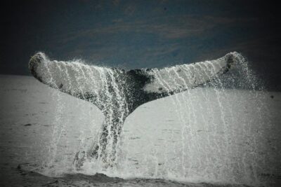 Whale and Glacier Watching from Punta Arenas Francisco Coloane Park