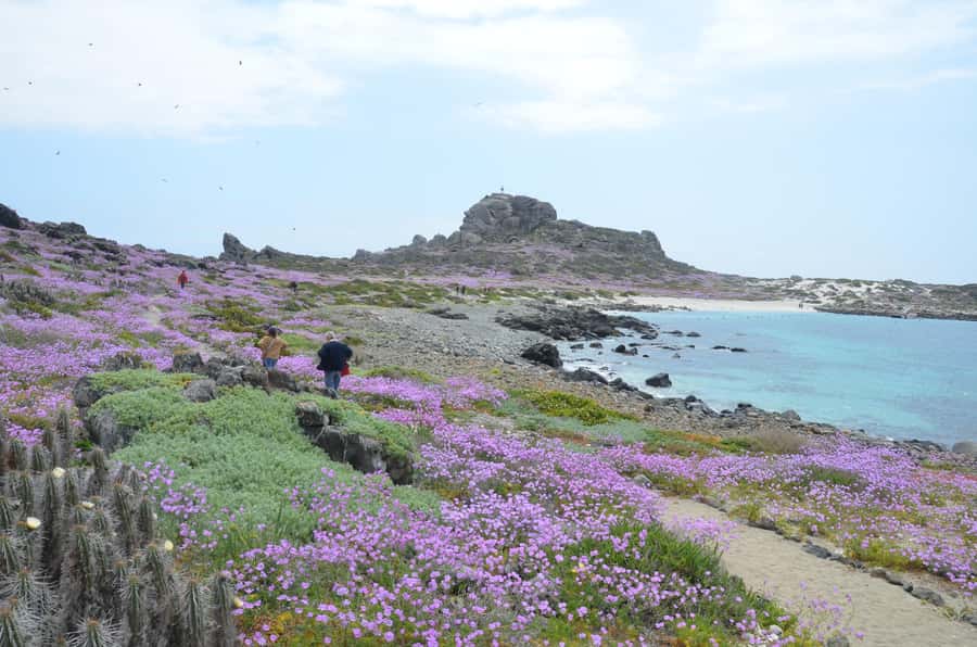 Whales & Humboldt Penguins: Chañaral or Damas island hiking - Key points to know before booking