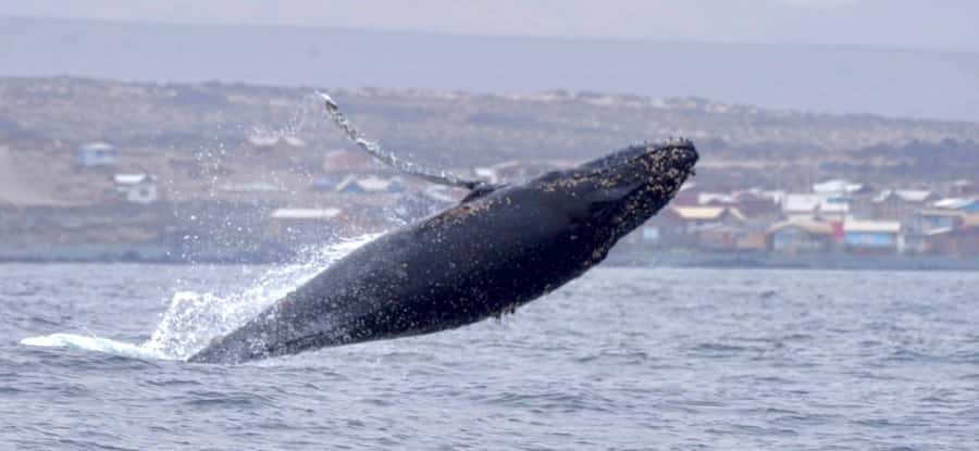 Whales & Humboldt Penguins: Chañaral or Damas island hiking - From La Serena to the edge of the Atacama