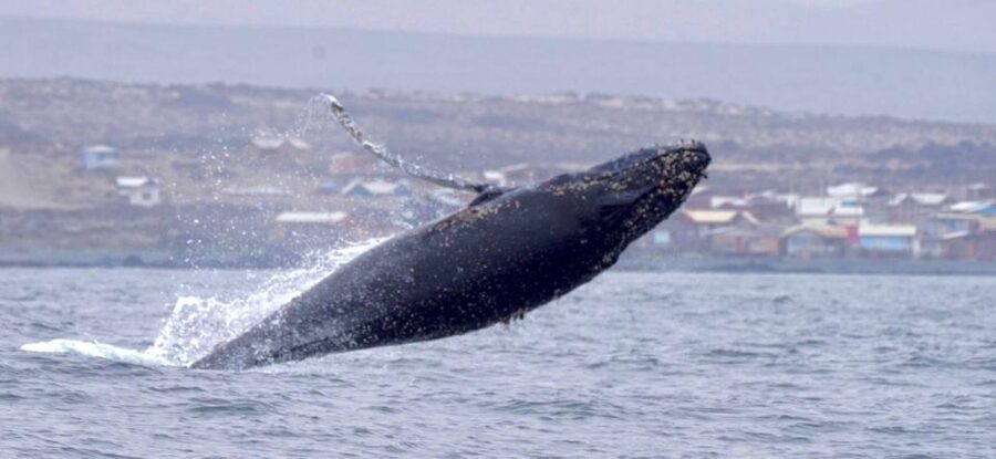 Whales & Humboldt Penguins: Chañaral or Damas island hiking - Around Isla Choros with penguins, seals, and whales