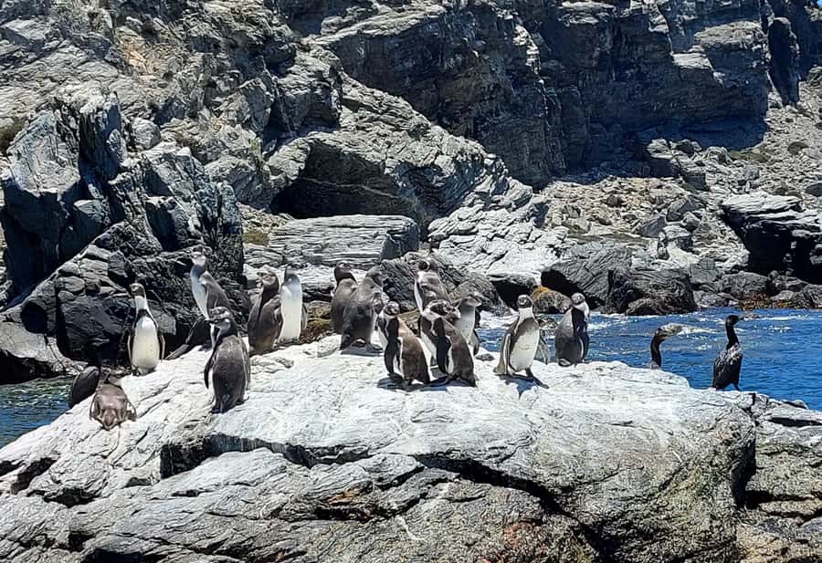 Whales & Humboldt Penguins: Chañaral or Damas island hiking - Punta Teatinos and the old Juan Soldado bridge