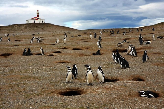 Whales, Penguins & Glaciers Navigation From Punta Arenas - Key points to know before you book