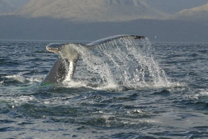 Whales, Penguins & Glaciers Navigation From Punta Arenas - Why this Punta Arenas cruise is worth considering