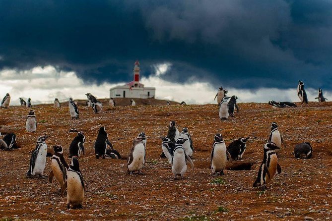 Whales, Penguins & Glaciers Navigation From Punta Arenas - Sunrise past Fuerte Bulnes and San Isidro Lighthouse