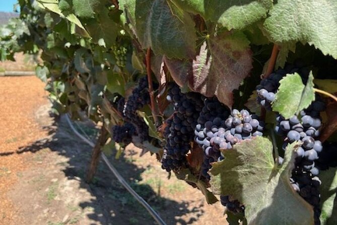 Wine Tasting Day Tour to Vineyard Casas del Bosque in Casablanca - Leaving Santiago for Casablanca Valley
