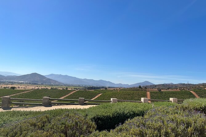Wine Tasting Tour to Casablanca Valley (Wine Region) - Key points to know before booking