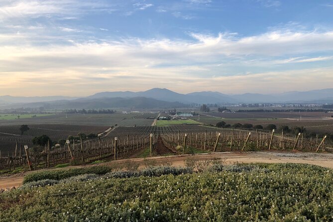 Wine Tasting Tour to Casablanca Valley (Wine Region) - Why Casablanca Valley makes a good Santiago side trip