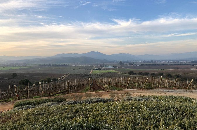 Wine Tasting Tour to Casablanca Valley (Wine Region) - Tanino Restaurant and the three-course lunch
